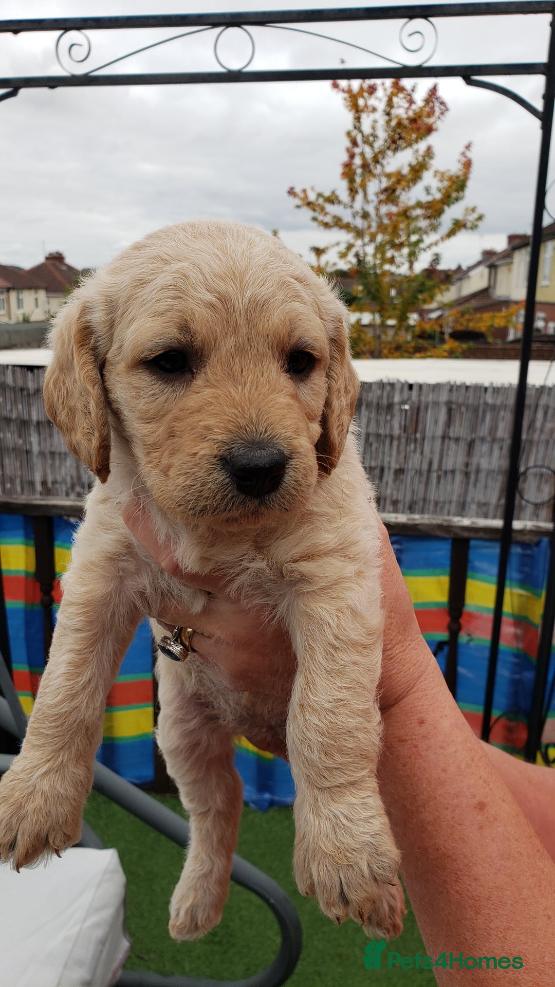Labradoodle dogs for sale: Labradoodle puppies - Image 6