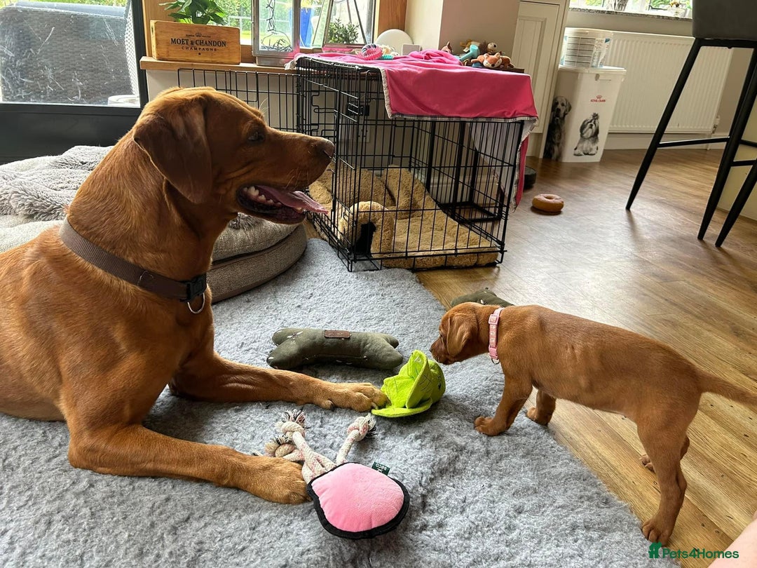 Labrador Retriever dogs for stud: Proven Fox Red Labrador for stud in Lewes - Image 14