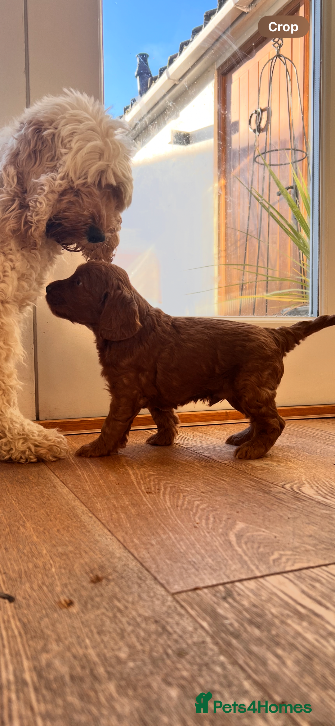 Cockapoo dogs for sale: Adorable cockapoo puppies ready 23.12.25   - Advert 15