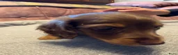 Dachshund dogs for sale: Miniature longhair dachshunds for sale - Advert 13