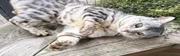 Bengal cats for sale: Elite Silver Rosetted Bengal Boy - Advert 7
