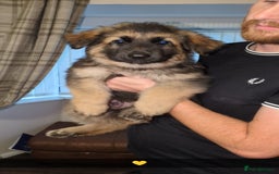 German Shepherd dogs for stud: Gorgeous German Shepherd male for stud - Image 10