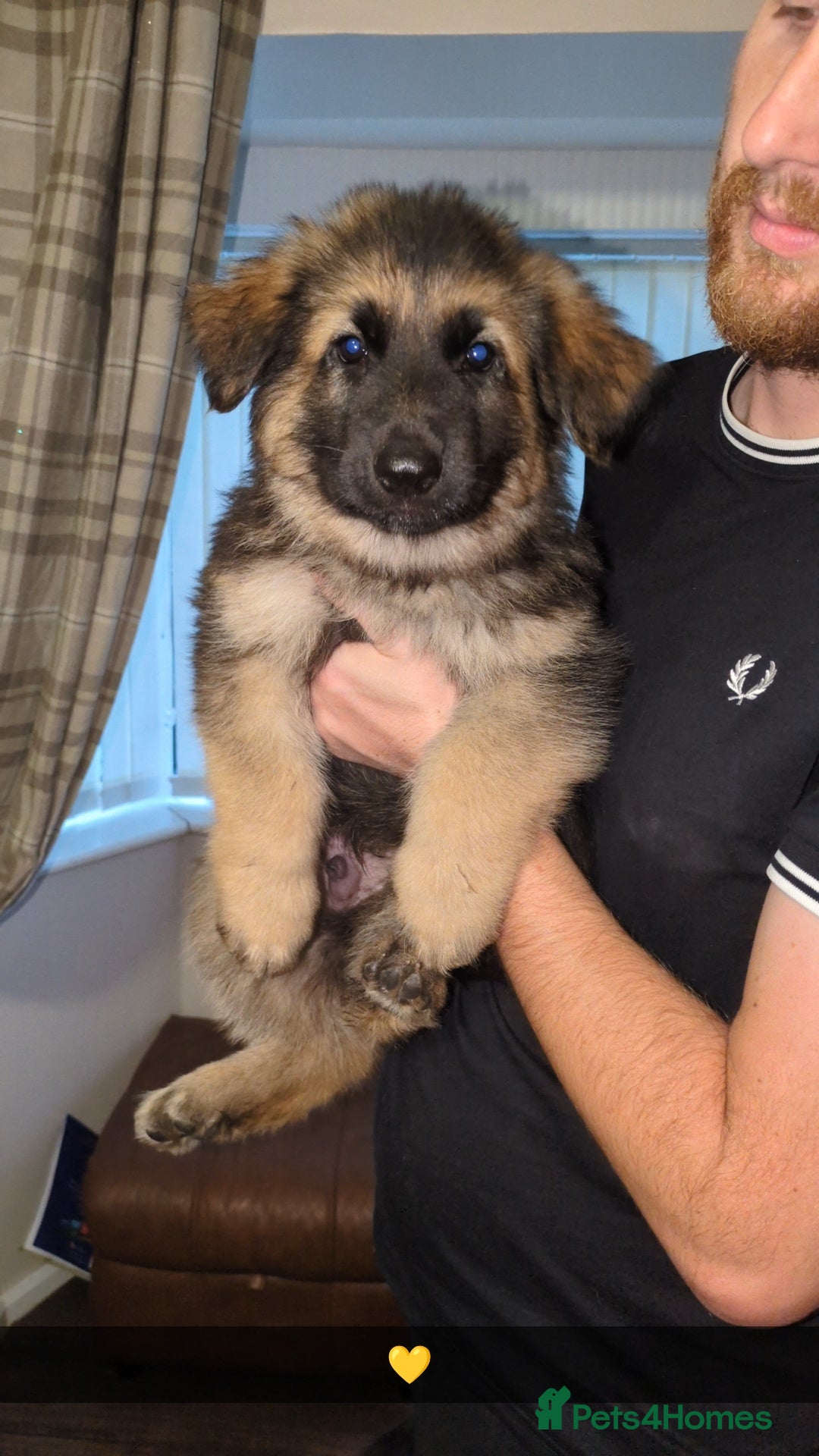 German Shepherd dogs for stud: Gorgeous German Shepherd male for stud - Image 10