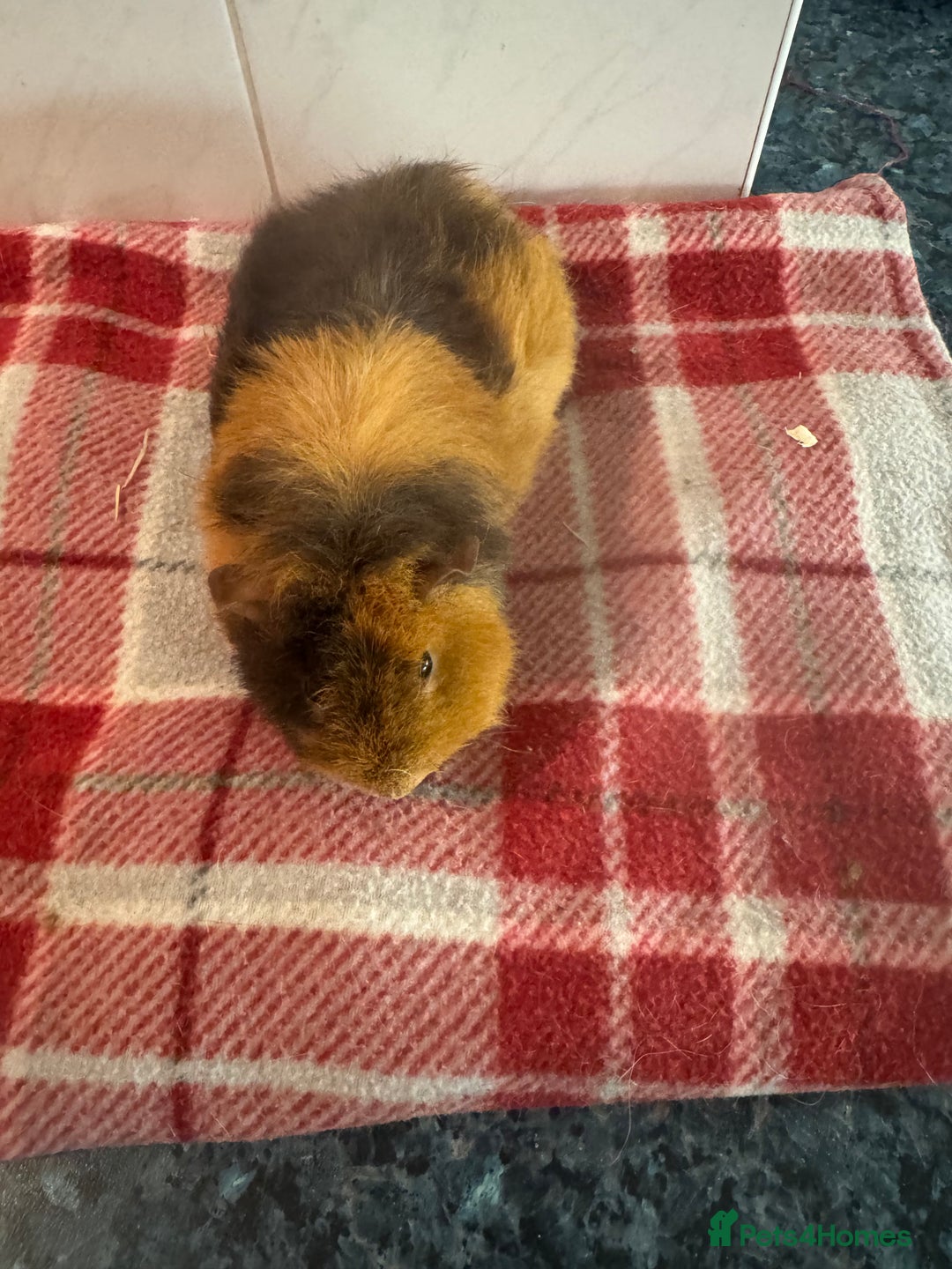 Guinea Pig rodents for sale: Beautiful baby guinea pigs  - Advert 14
