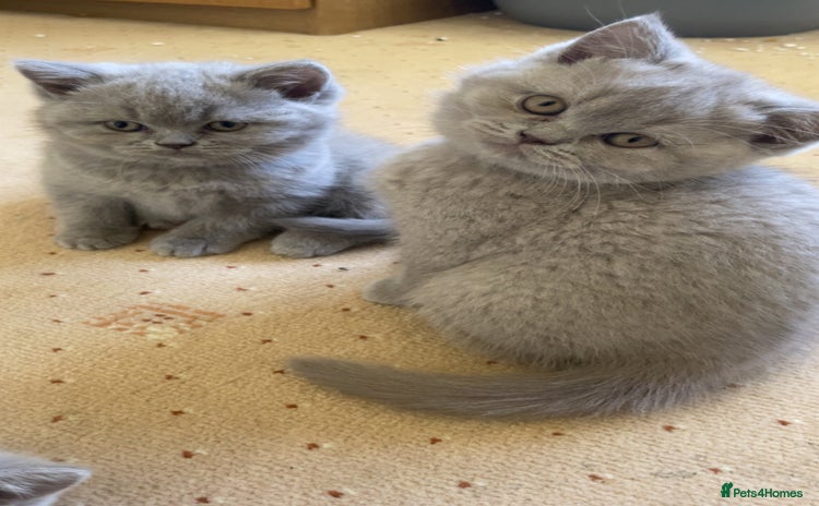 British Shorthair cats - Advert 13