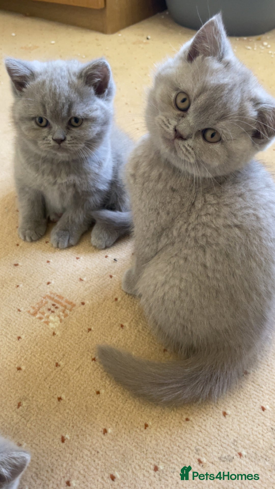 British Shorthair cats for sale: British Shorthair Kittens - Image 1
