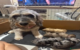 Cockapoo dogs for sale: Merle F1B Cockapoo Puppies - Image 26