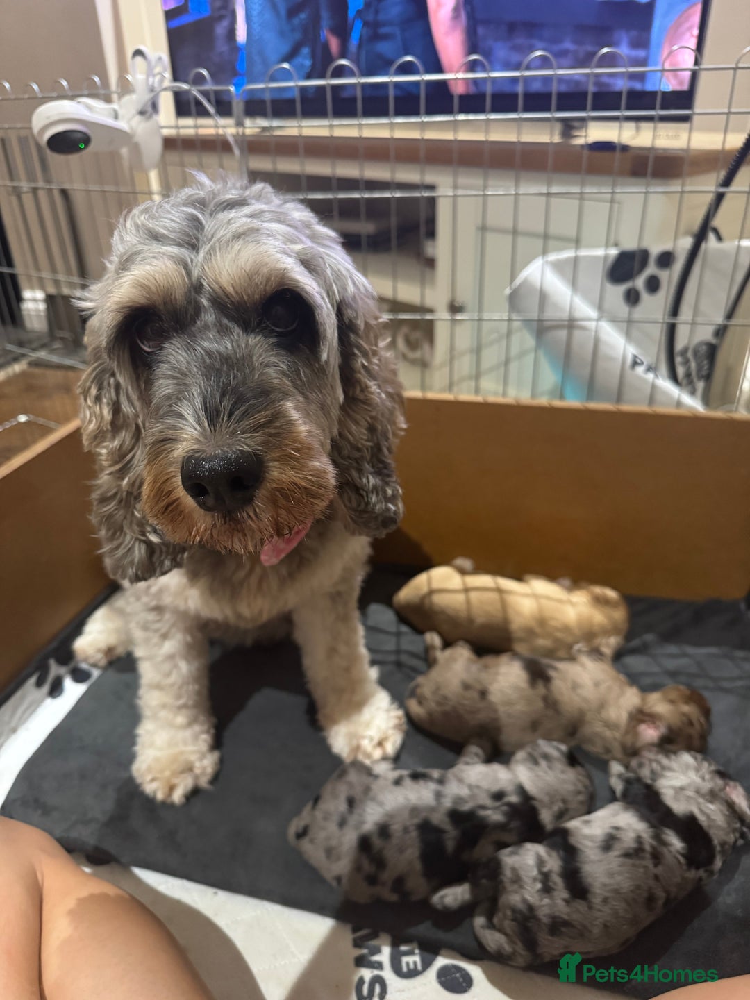 Cockapoo dogs for sale: Merle F1B Cockapoo Puppies - Image 26