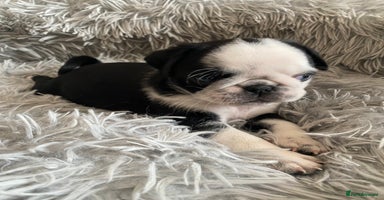 Pug dogs - Advert 1