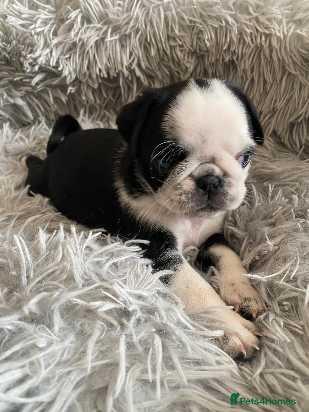Pug dogs for sale: Stunning pug puppies health tested parents 🐶!!! - Image 2