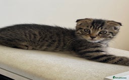 Scottish Fold cats for sale: beautiful Scottish Fold×Nebelung Kittens in Liverpool - Image 6