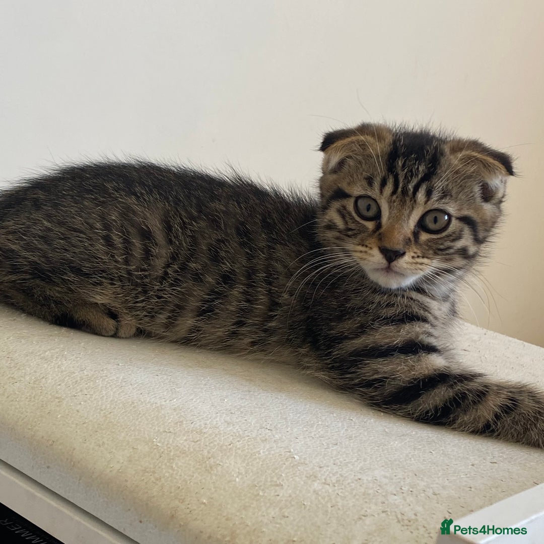Scottish Fold cats for sale: beautiful Scottish Fold×Nebelung Kittens in Liverpool - Image 6