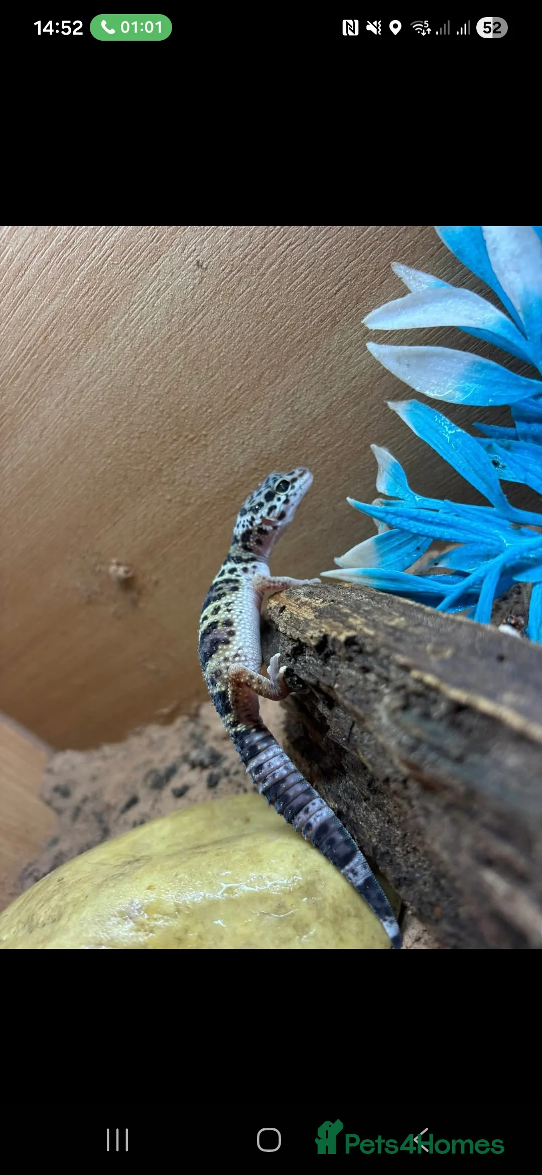 Gecko reptiles for sale: Female gecko  - Advert 1