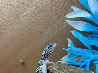 Gecko reptiles Female gecko - Advert 1