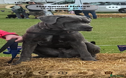 Cane Corso dogs for sale: 7 months old male Cane Corso - Image 3