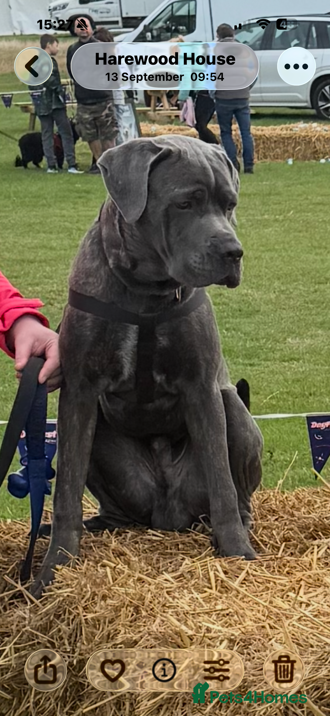 Cane Corso dogs for sale: 7 months old male Cane Corso - Image 3