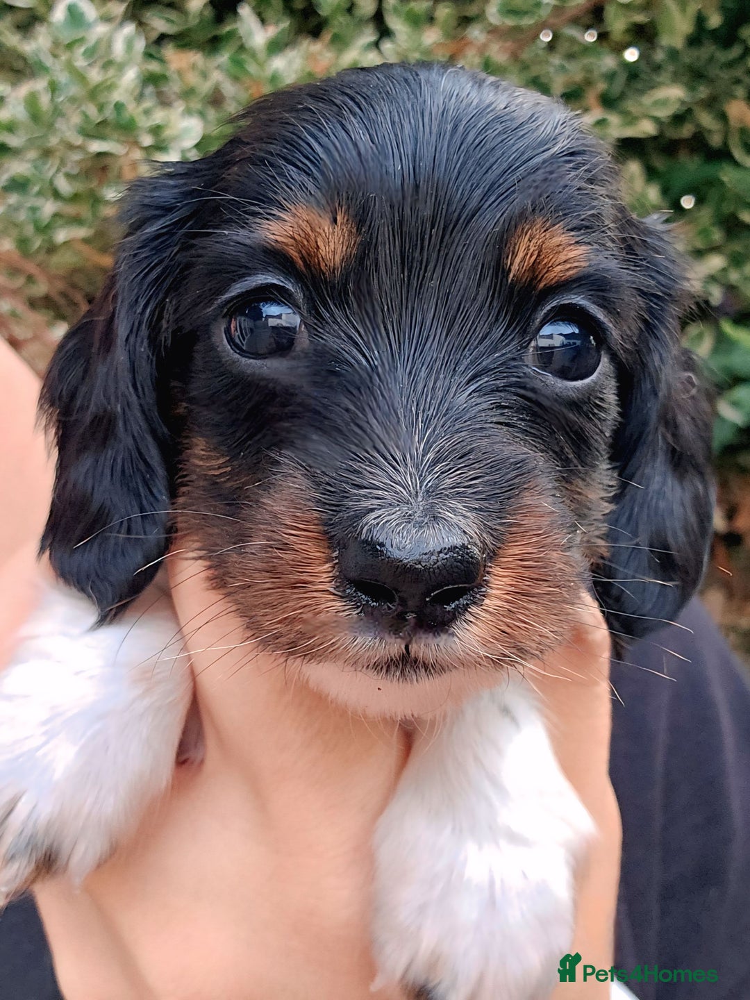 Miniature Dachshund dogs for sale: Female Miniature Long Haired Dachshunds Available - Image 4