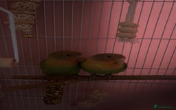 Lovebirds birds for sale: Stunning pair of bonded lovebirds  - Image 6
