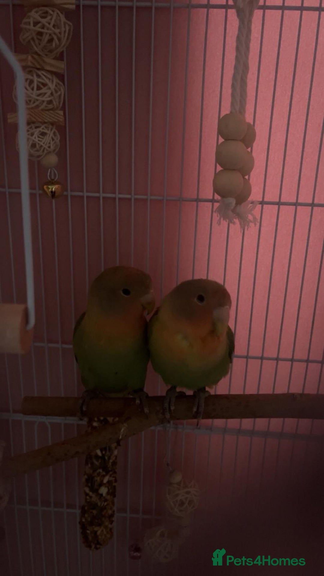Lovebirds birds for sale: Stunning pair of bonded lovebirds  - Image 6