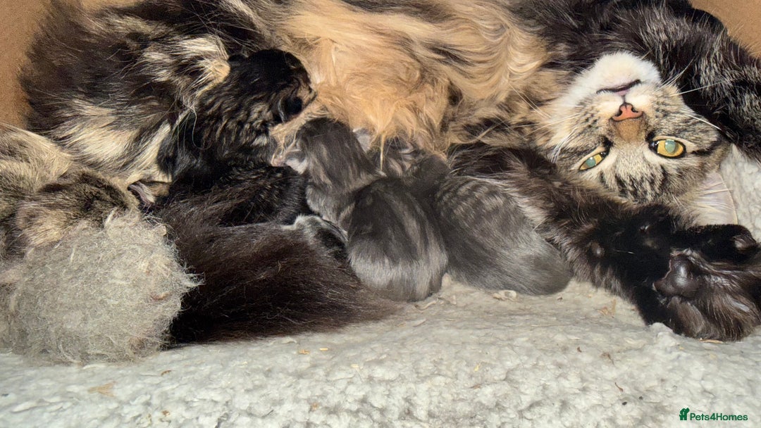 Maine Coon cats for sale: Main Coon mixd kittens in Richmond  - Advert 7