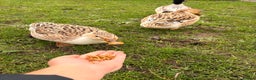 Ducks poultry for sale: Miniature Silver Appleyard Ducks – Semi Tame - Advert 4