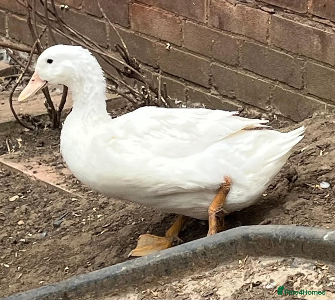 Ducks poultry for sale: Free range ducks for sale in Harlow - Advert 4