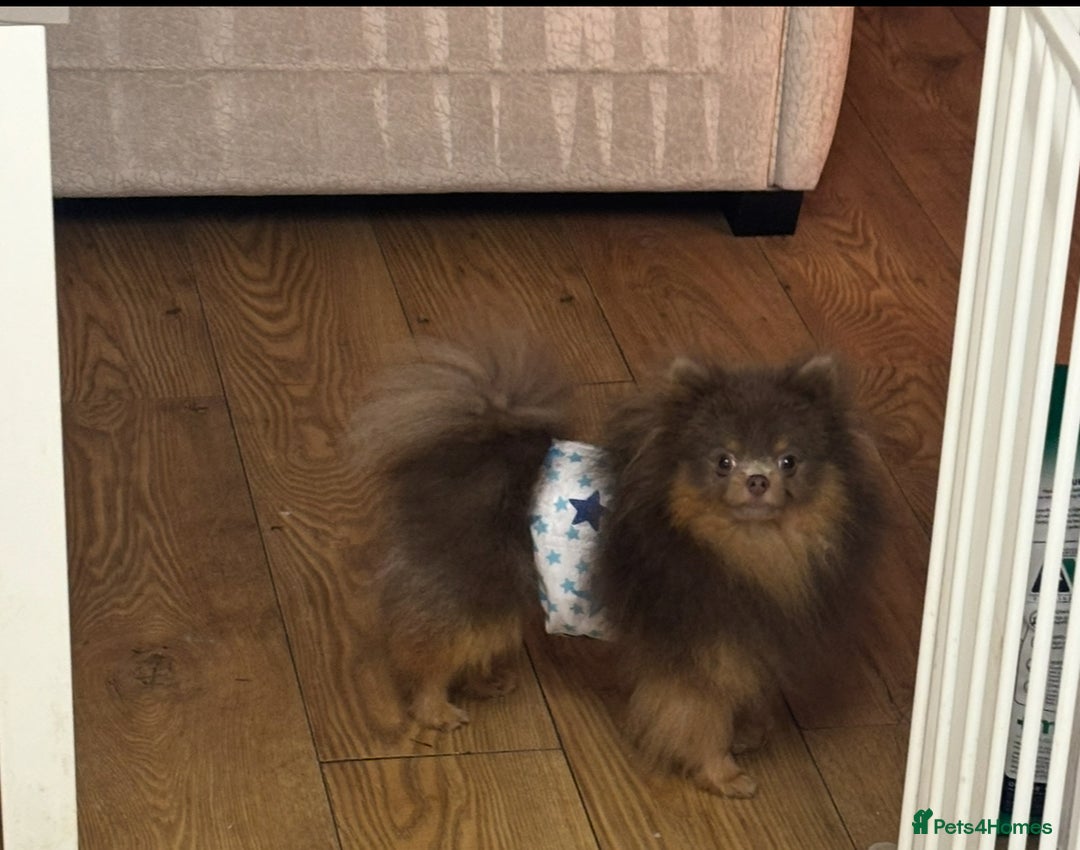 Pomeranian dogs for stud: 1.6kgPuppysize teddybear lilac and tan Pomeranian  - Advert 10