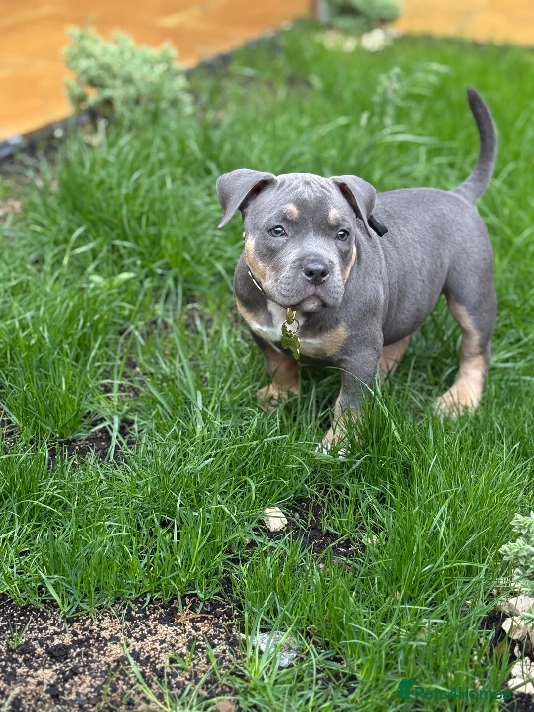 American Bully dogs for stud: Hulk–Stunning Pocket Bully STUD|ABKC Registered - Advert 9