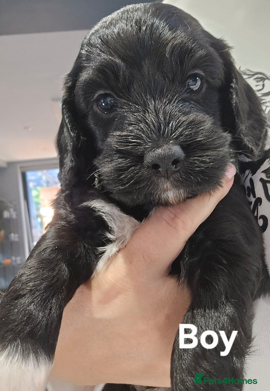 Cockapoo dogs for sale: Champion Line 🏆 F1 Miniature Cockapoo Puppies - Image 2