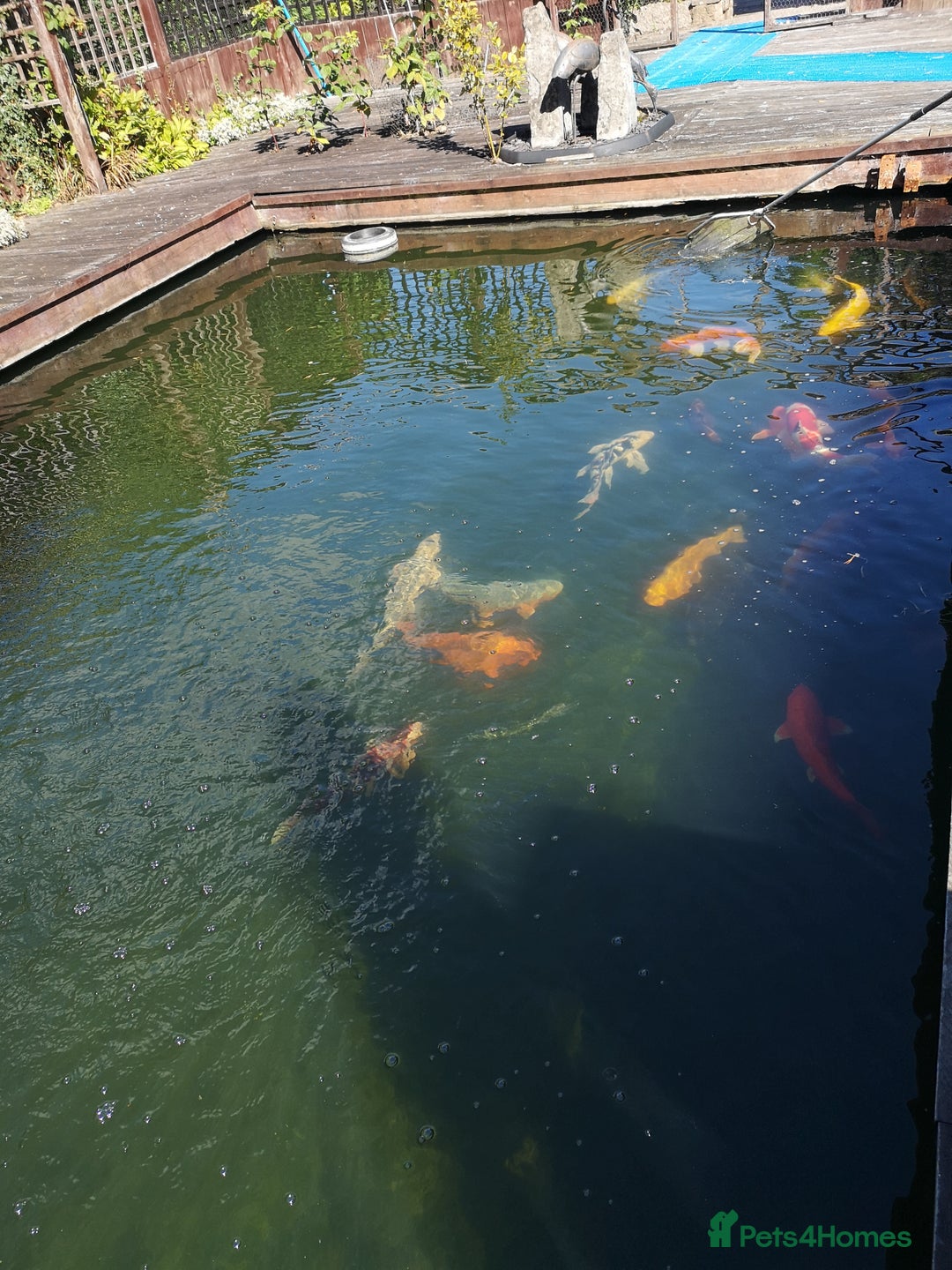 Koi Carp fish for sale: Koi Carp  - Image 2