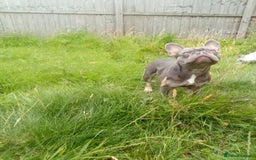 French Bulldog dogs for sale: French bulldog lilac - Image 7