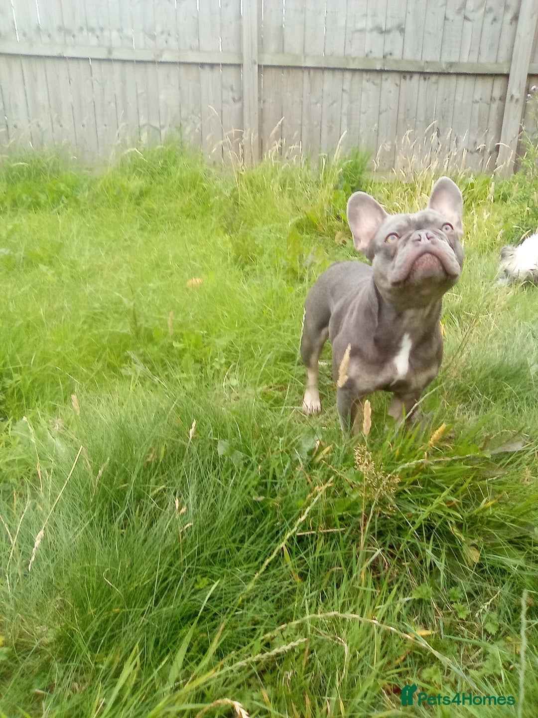 French Bulldog dogs for sale: French bulldog lilac - Image 7