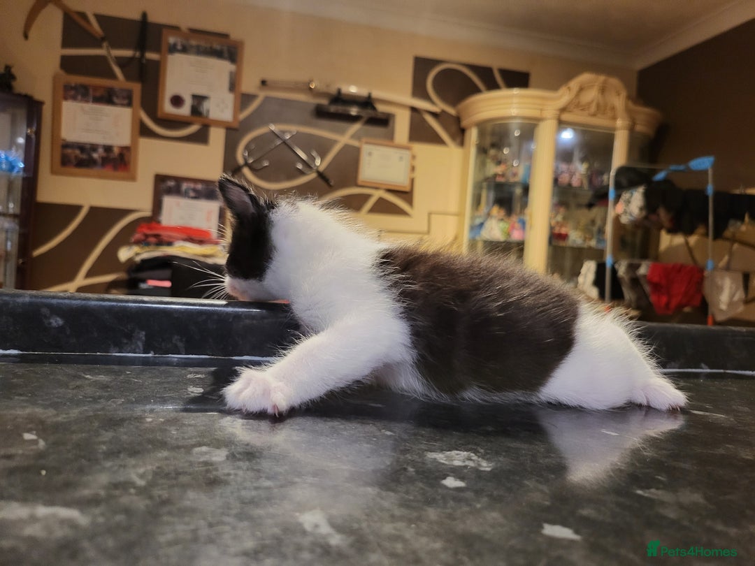 Mixed Breed cats for sale: Beautiful kittens - Image 8