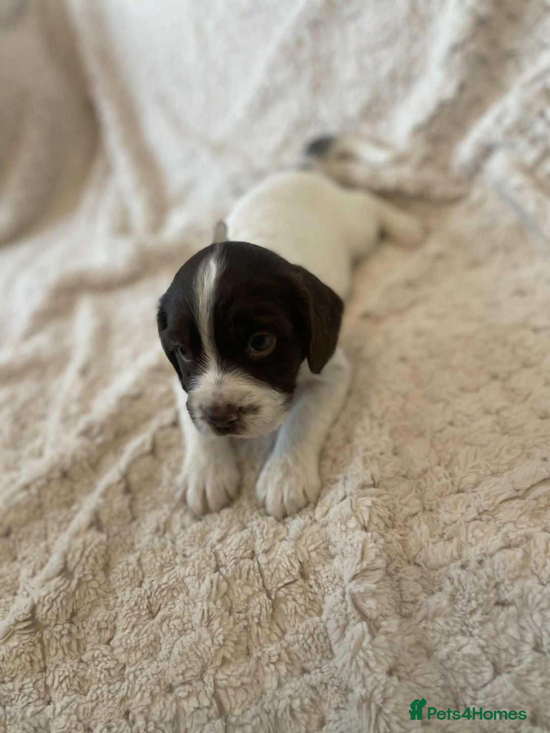 English Springer Spaniel dogs for sale: English springer spaniel  - Image 6