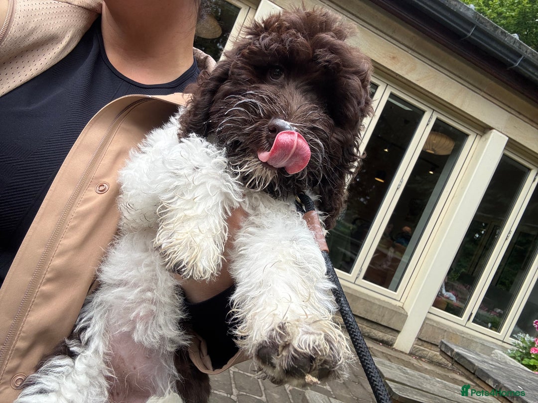 Labradoodle dogs for sale: Beautiful Labradoodle  - Image 1