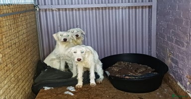 Mixed Breed dogs - Advert 14