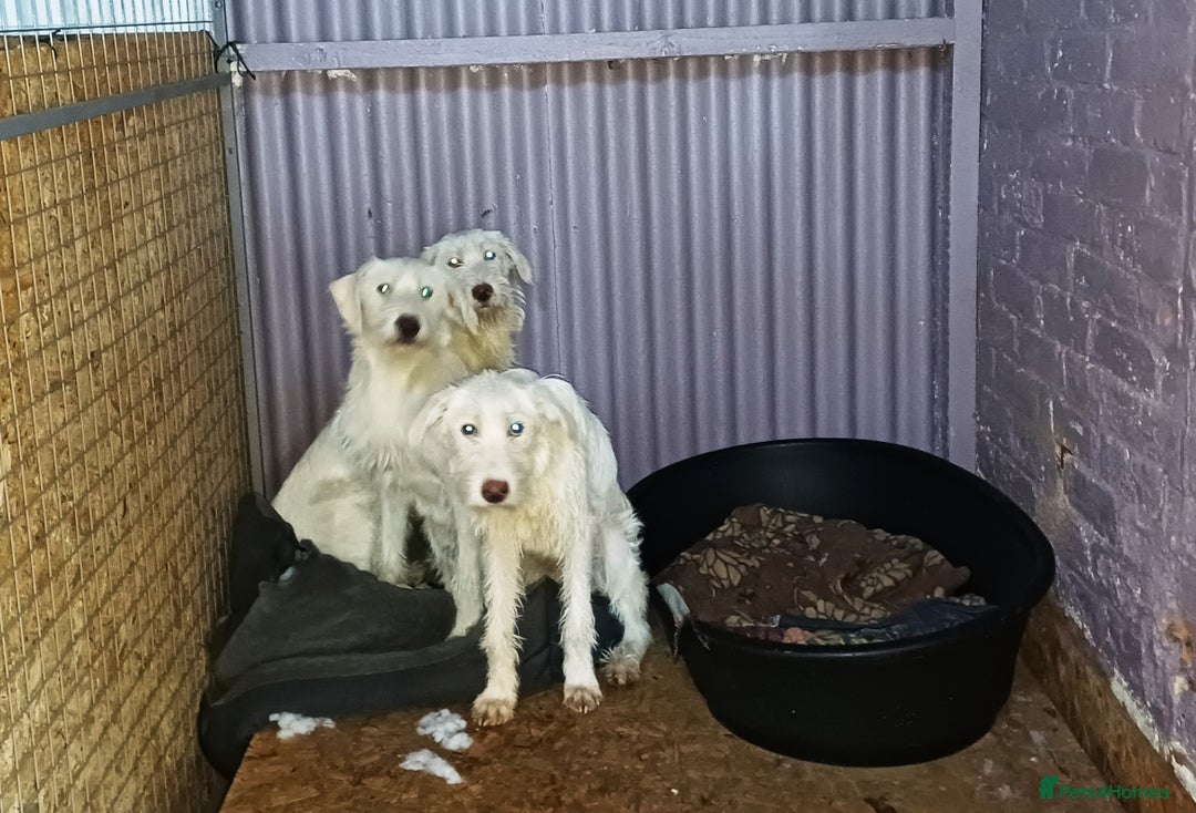 Mixed Breed dogs for adoption: BENJI - a handsome & gentle Boy  for a Loving Home - Image 2