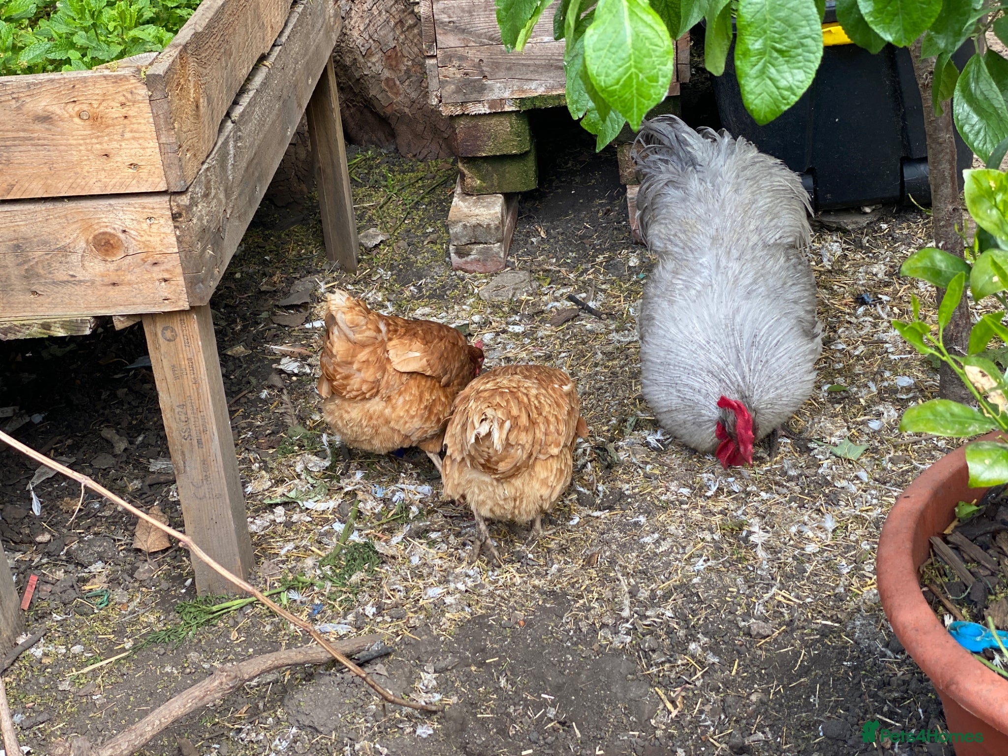 Mixed Breed poultry Beautiful Friendly Chickens & Rooster for Sale🤍🤎 - Advert 2