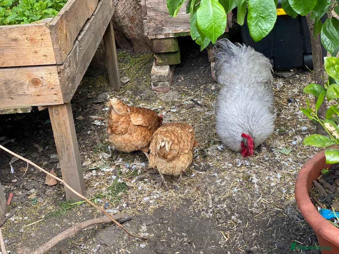 Mixed Breed poultry for sale: Beautiful Friendly Chickens & Rooster for Sale🤍🤎 - Advert 2