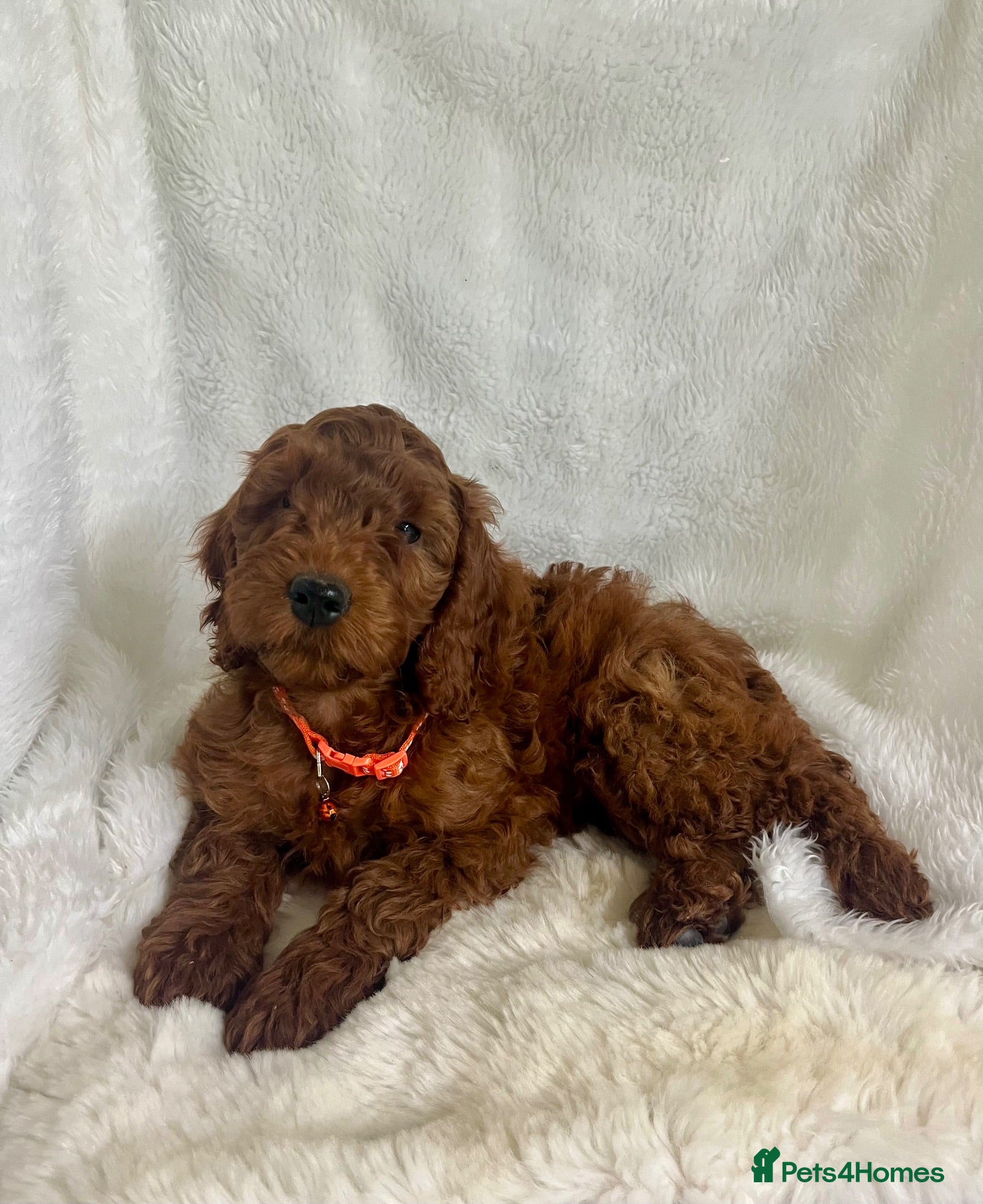 Goldendoodle dogs Top quality, health tested multiGen Double Doodles - Advert 3
