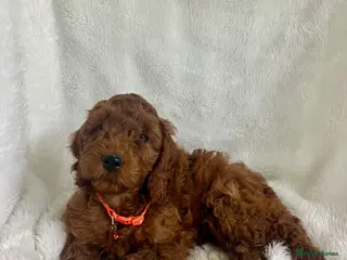 Goldendoodle dogs Top quality, health tested multiGen Double Doodles - Advert 3
