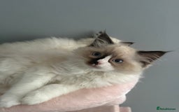Ragdoll cats for sale: 3 musketeers😍 - Image 9