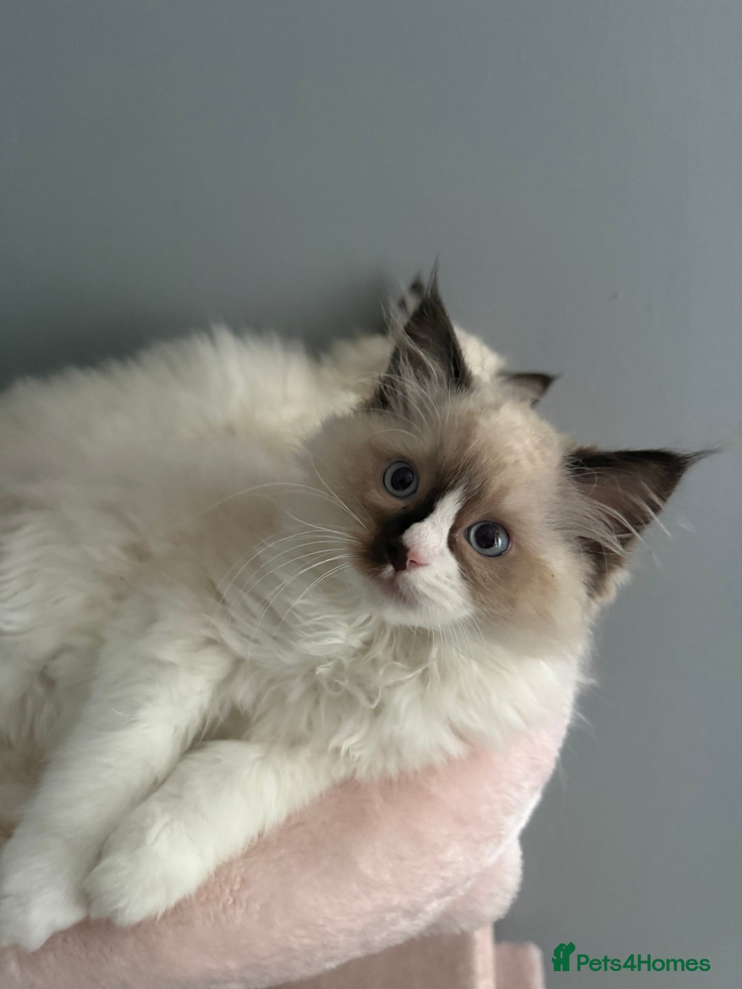 Ragdoll cats for sale: 3 musketeers😍 - Image 9