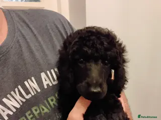 Standard Poodle dogs Beautiful black kc reg standard poodle puppies - Advert 7
