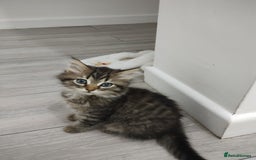 Mixed Breed cats for sale: 2 friendly kittens  - Image 1
