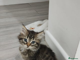 Mixed Breed cats for sale - Advert 1