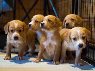 Cockerdor dogs Beautiful Deep Red Cockerdors Cockadors - Advert 16