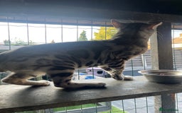 Bengal cats for sale: Male bengals for sale  - Image 3