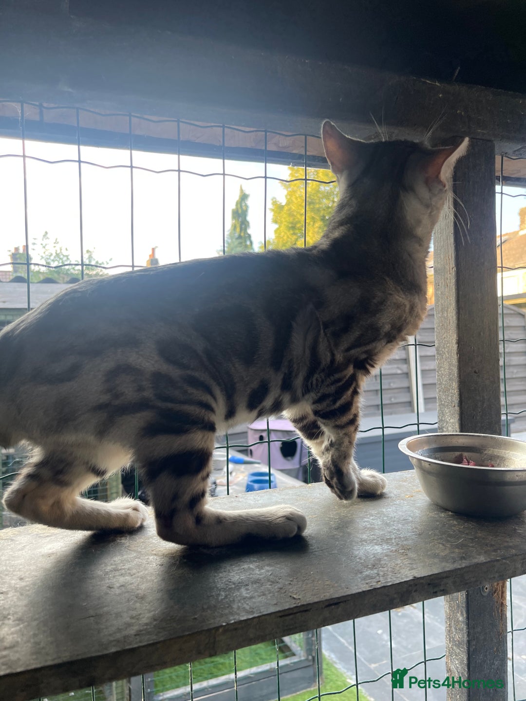 Bengal cats for sale: Male bengals for sale  - Image 3
