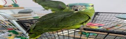 Parrots birds for sale: Hand reared super friendly blue fronted Amazons  - Advert 3